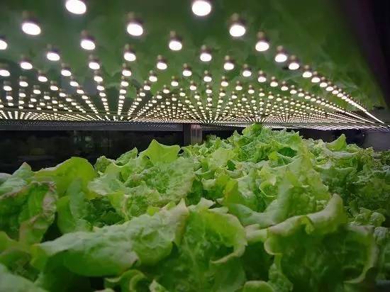 食品安全、植物工廠機械化與中藥健康、農業休閑的融合——藥最網農業開發新視角
