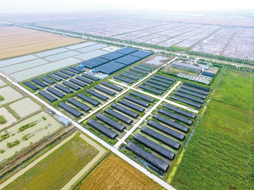 浙江慈溪恒海農業鐵皮石斛長勢喜人，助力現代農業高質量發展